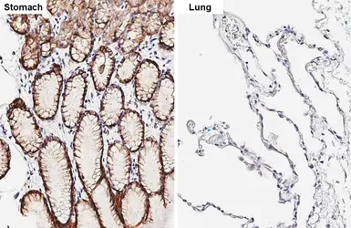 Anti-Claudin 18.2 antibody [HL5024] used in IHC (Paraffin sections) (IHC-P). GTX645117