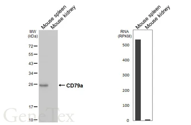 Anti-CD79a antibody [GT313] used in Western Blot (WB). GTX645188