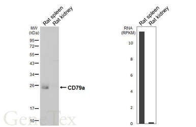 Anti-CD79a antibody [GT313] used in Western Blot (WB). GTX645188