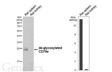 Anti-CD79a antibody [GT313] used in Western Blot (WB). GTX645188