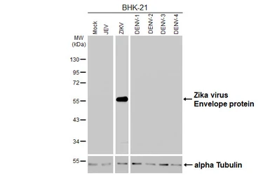 Anti-Zika virus Envelope protein antibody [GT314] used in Western Blot (WB). GTX645189