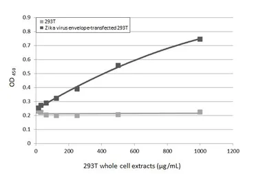 Anti-Zika virus Envelope protein antibody [GT314] used in ELISA (ELISA). GTX645189