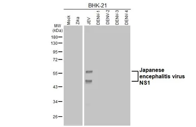 Anti-Japanese encephalitis virus NS1 antibody [GT315] used in Western Blot (WB). GTX645190