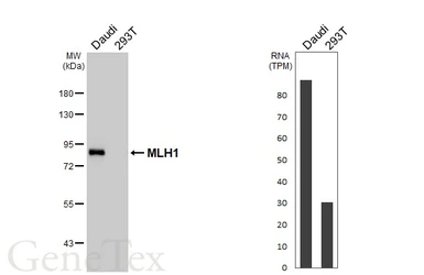 Anti-MLH1 antibody [HL5028] used in Western Blot (WB). GTX645198