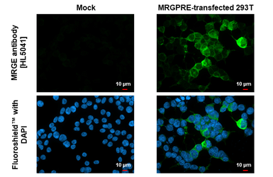Anti-MRGE antibody [HL5041] used in Immunocytochemistry/ Immunofluorescence (ICC/IF). GTX645211