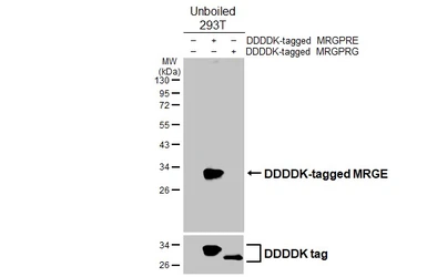 Anti-MRGE antibody [HL5041] used in Western Blot (WB). GTX645211