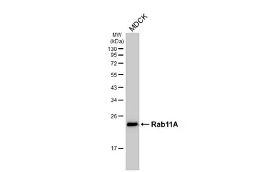 Anti-Rab11A antibody [HL5043] used in Western Blot (WB). GTX645213