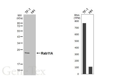Anti-Rab11A antibody [HL5043] used in Western Blot (WB). GTX645213