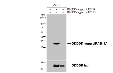 Anti-Rab11A antibody [HL5043] used in Western Blot (WB). GTX645213