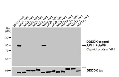 Anti-AAV1 + AAV6 Capsid protein VP1 + VP2 + VP3 antibody [HL5058] used in Western Blot (WB). GTX645228