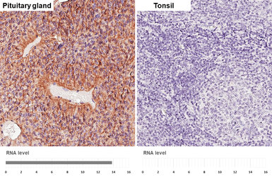 Anti-AVPR1B antibody [HL5060] used in IHC (Paraffin sections) (IHC-P). GTX645230