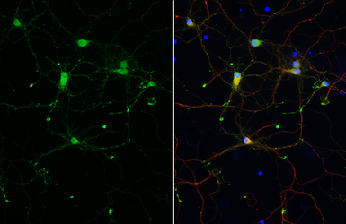 Anti-GABA antibody [HL3314-MS] used in Immunocytochemistry/ Immunofluorescence (ICC/IF). GTX645232