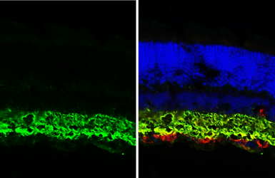 Anti-GABA Transporter 1 / GAT1 antibody [HL3475-MS] used in IHC (Frozen sections) (IHC-Fr). GTX645234