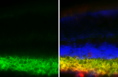 Anti-GABA Transporter 1 / GAT1 antibody [HL3475-MS] used in IHC (Frozen sections) (IHC-Fr). GTX645234