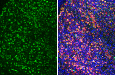 Anti-RBPMS antibody [HL3090-RT] used in IHC (Paraffin sections) (IHC-P). GTX645235