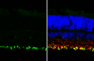 Anti-RBPMS antibody [HL3090-RT] used in IHC (Frozen sections) (IHC-Fr). GTX645235
