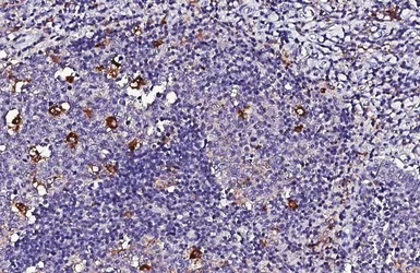Anti-PSAP antibody [HL5063] used in IHC (Paraffin sections) (IHC-P). GTX645253