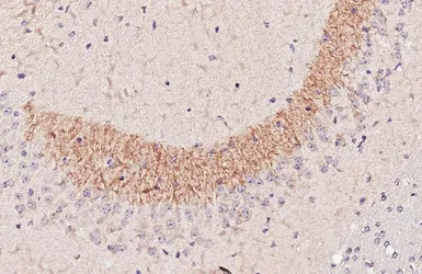 Anti-BACE1 antibody [HL5067] used in IHC (Paraffin sections) (IHC-P). GTX645257