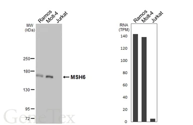Anti-MSH6 antibody [HL5070] used in Western Blot (WB). GTX645260