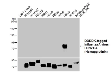 Anti-Avian Influenza A virus H9N2 HA (Hemagglutinin) antibody [HL5074] used in Western Blot (WB). GTX645264