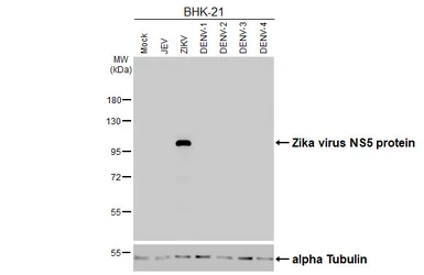 Anti-Zika virus NS5 protein antibody [HL5075] used in Western Blot (WB). GTX645265