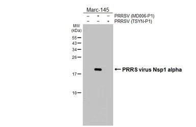 Anti-PRRS virus Nsp1 alpha antibody [HL5078] used in Western Blot (WB). GTX645268
