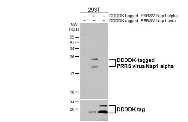Anti-PRRS virus Nsp1 alpha antibody [HL5078] used in Western Blot (WB). GTX645268
