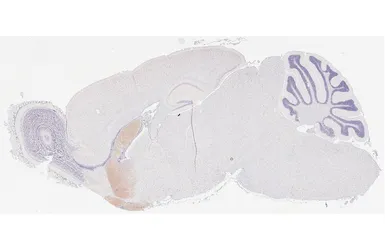 Anti-MCH-1R antibody [HL5082] used in IHC (Paraffin sections) (IHC-P). GTX645272