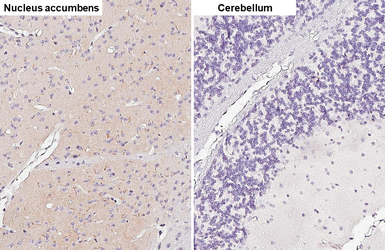 Anti-MCH-1R antibody [HL5082] used in IHC (Paraffin sections) (IHC-P). GTX645272