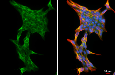 Anti-Orexin Receptor 2 antibody [HL5083] used in Immunocytochemistry/ Immunofluorescence (ICC/IF). GTX645273