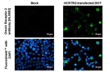 Anti-Orexin Receptor 2 antibody [HL5083] used in Immunocytochemistry/ Immunofluorescence (ICC/IF). GTX645273