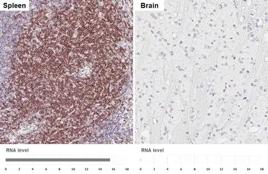 Anti-CD43 antibody [HL5086] used in IHC (Paraffin sections) (IHC-P). GTX645276