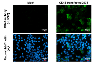 Anti-CD43 antibody [HL5086] used in Immunocytochemistry/ Immunofluorescence (ICC/IF). GTX645276