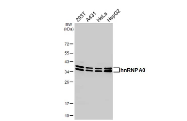 Anti-hnRNP A0 antibody [HL5089] used in Western Blot (WB). GTX645279