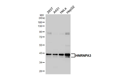 Anti-HNRNPA3 antibody [HL5092] used in Western Blot (WB). GTX645282