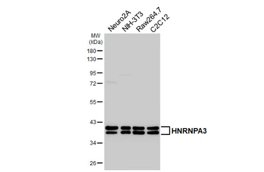Anti-HNRNPA3 antibody [HL5092] used in Western Blot (WB). GTX645282