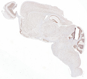 Anti-HNRNPA3 antibody [HL5092] used in IHC (Paraffin sections) (IHC-P). GTX645282