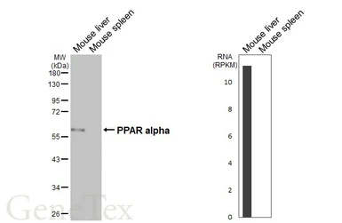 Anti-PPAR alpha antibody [HL5096] used in Western Blot (WB). GTX645290