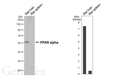 Anti-PPAR alpha antibody [HL5096] used in Western Blot (WB). GTX645290