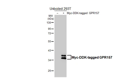 Anti-GPR157 antibody [HL5110] used in Western Blot (WB). GTX645304
