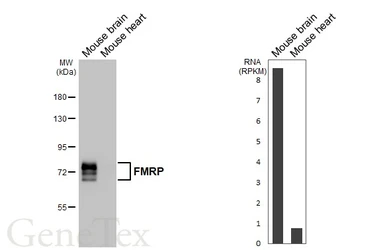 Anti-FMRP antibody [HL5117] used in Western Blot (WB). GTX645311