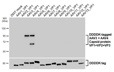 Anti-AAV3 + AAV4 Capsid protein VP1 + VP2 + VP3 antibody [HL5118] used in Western Blot (WB). GTX645312