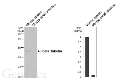 Anti-beta Tubulin antibody [HL5123] used in Western Blot (WB). GTX645319