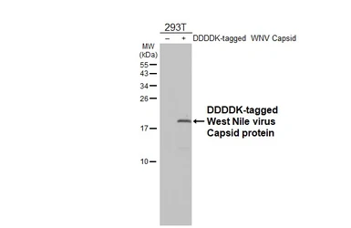 Anti-West Nile virus Capsid protein antibody [HL5124] used in Western Blot (WB). GTX645320