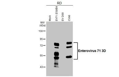 Anti-Enterovirus 71 3D antibody [HL5128] used in Western Blot (WB). GTX645324