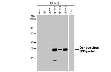 Anti-Dengue virus NS3 protein antibody [HL5132] used in Western Blot (WB). GTX645328