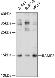 Anti-RAMP2 antibody used in Western Blot (WB). GTX64533