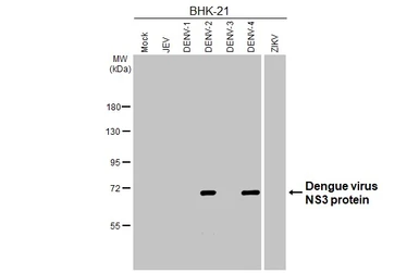 Anti-Dengue virus NS3 protein antibody [HL5134] used in Western Blot (WB). GTX645330