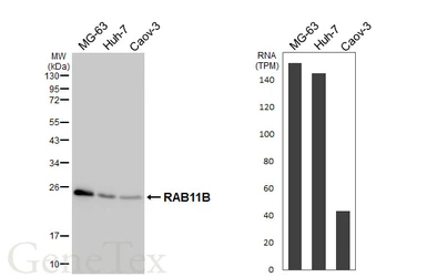 Anti-RAB11B antibody [HL5138] used in Western Blot (WB). GTX645334