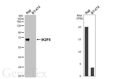 Anti-IKZF5 antibody [HL5153] used in Western Blot (WB). GTX645349